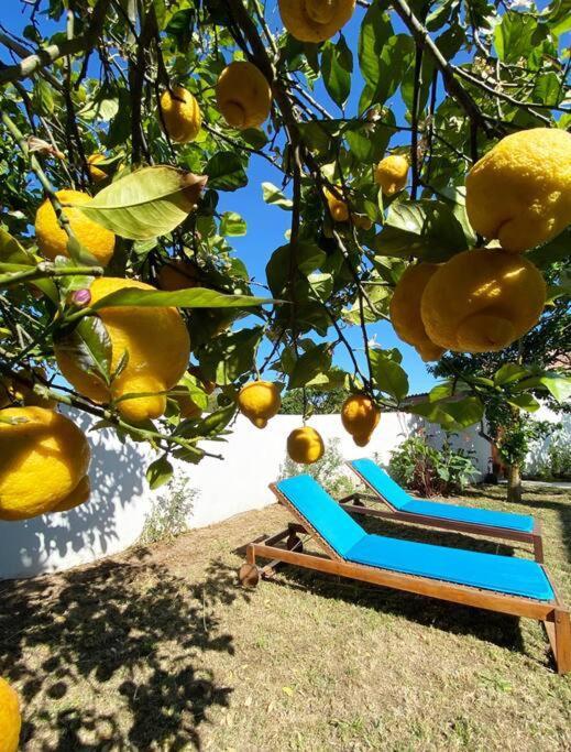 Terra Da Lagoa - Villa Near The Beach & Lagoon Nadadouro Luaran gambar